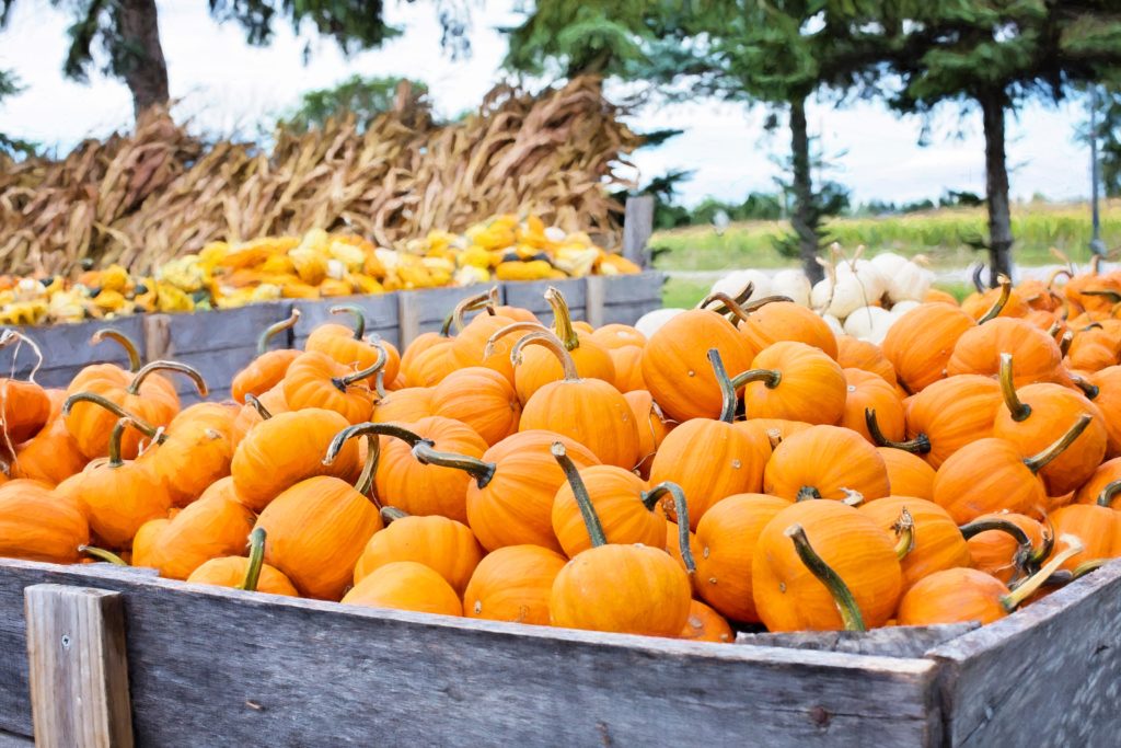 hay rides near lock hven pa